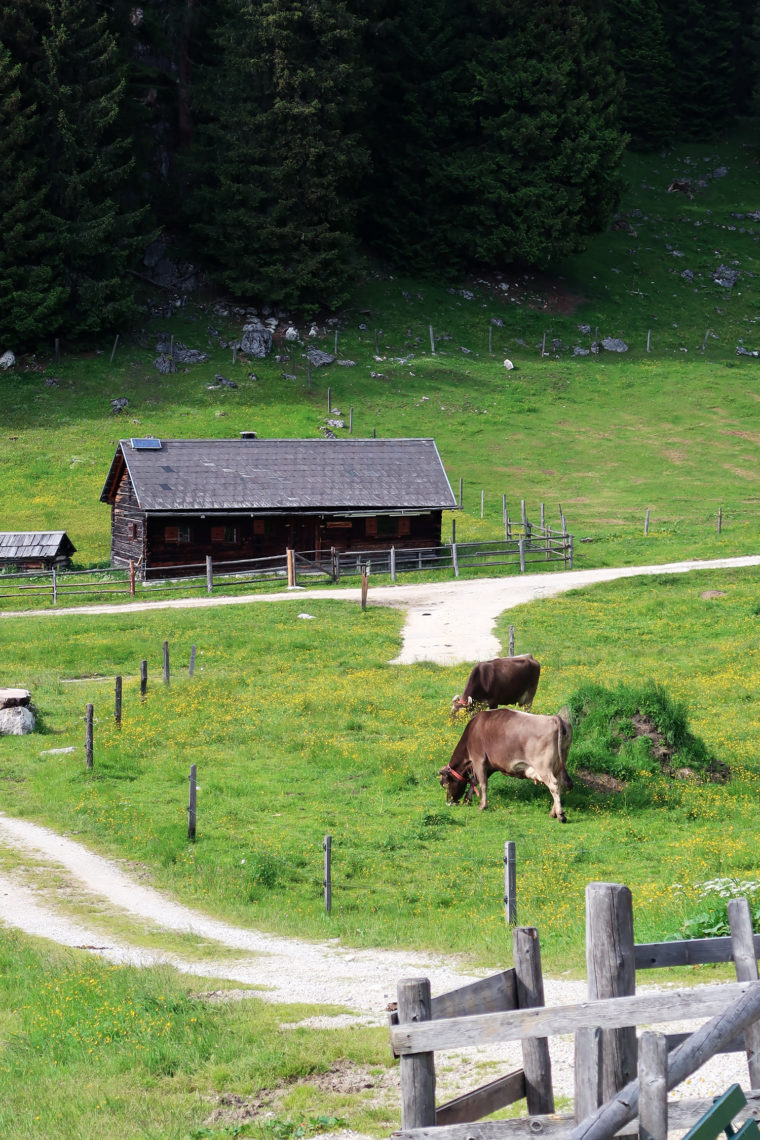 Poltern auf der Alm // Viehbergalm - Ritzingerhütte - Miesbodensee